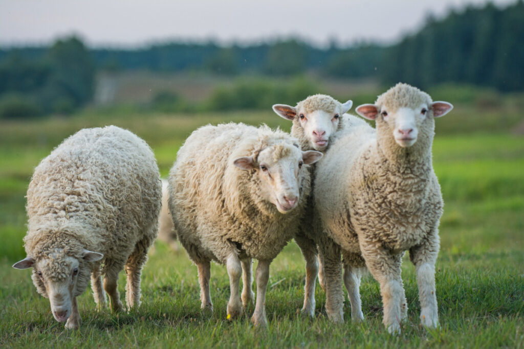 difference between hair sheep and wool sheep