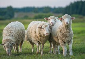 difference between hair sheep and wool sheep